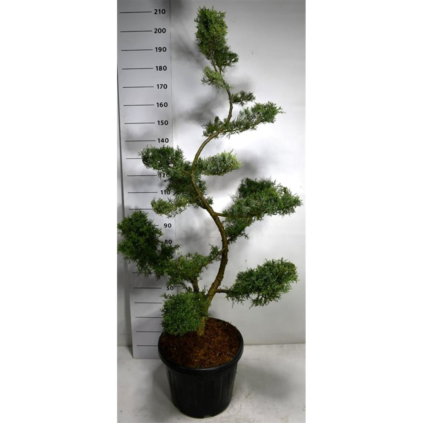 Pfitzer-en – Juniperus pfitzeriana 'Pfitzeriana Glauca' - 150-175 CM Bonsai Cont.